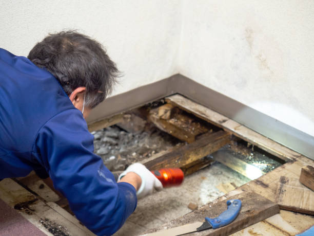 Best Water Damage Restoration  in Wesley Chapel, NC