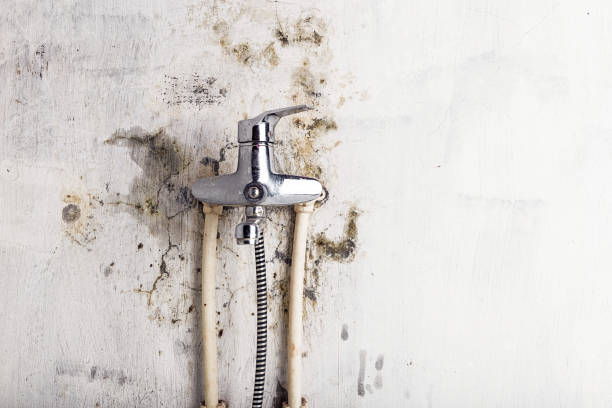 Best Commercial Mold Removal  in Wesley Chapel, NC