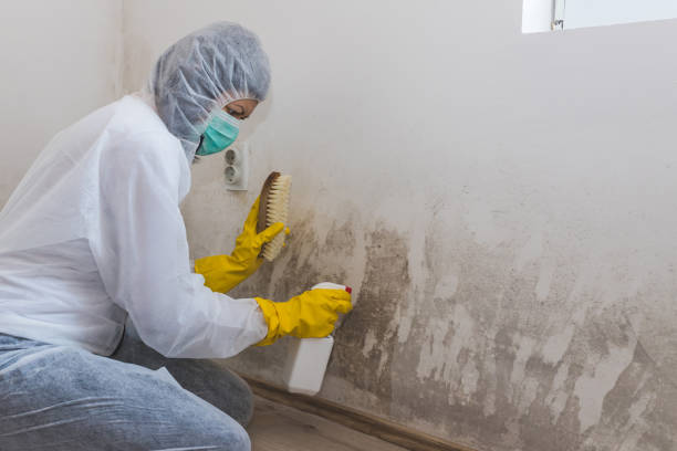 Best Residential Mold Removal  in Wesley Chapel, NC