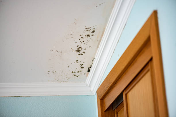 Best Certified Mold Removal  in Wesley Chapel, NC