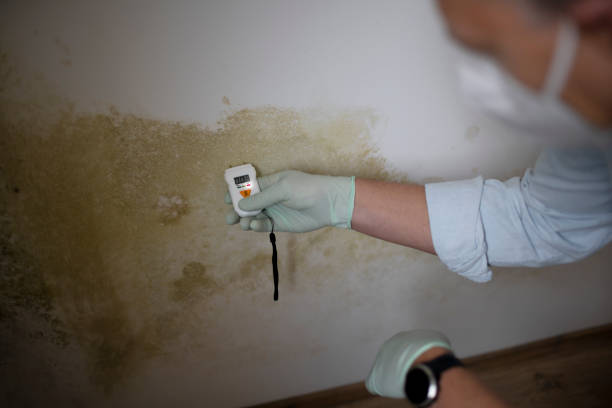 Best Mold Testing  in Wesley Chapel, NC