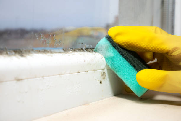 Best Mold Testing  in Wesley Chapel, NC