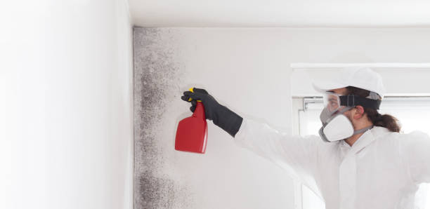 Best Home Mold Removal  in Wesley Chapel, NC