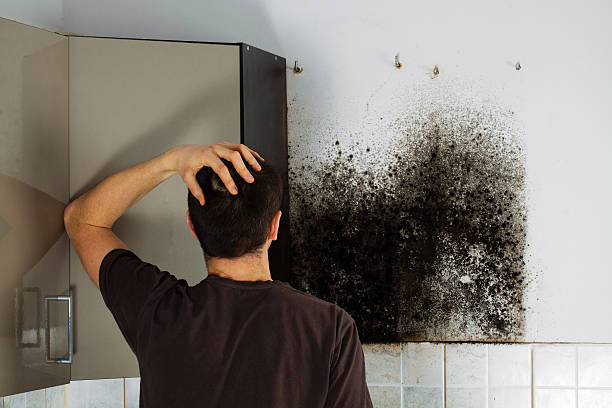 Professional Mold Removal in Wesley Chapel, NC