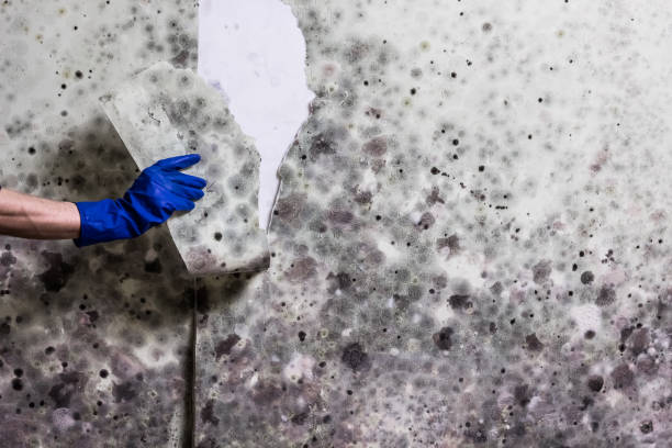 Best Mold Removal Process  in Wesley Chapel, NC